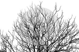 Abstract silhouette of Branch of dead tree, isolated on a white background.