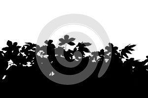 Abstract silhouette of leaf tree on white background. white and black.