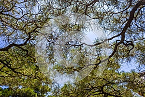 Abstract skywards view of pine trees and blue sky, Japan photo