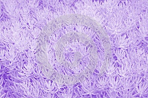 Abstract slightly blurred putple botanical background with pattern of many tiny succulents.