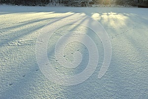 Abstract Snow detail, pattern. Straight lines of blue long shadows of trees on the white untouched fresh snow.