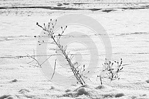 Abstract snow shapes with plants