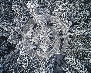 Abstract Snowy Tree Top Pattern Overhead Aerial