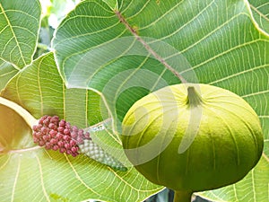 Abstract soft blurred and soft focus of Bodhi tree, leaves, flower and fruit ,Sacred fig,Ficus religiosa,Moraceae,Euphorbiaceae,Bu