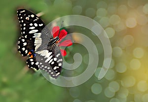 Abstract soft blurred and soft focus the butterfly were sucking sweet on the flower with the bokeh, beam light, and lens, flare ef