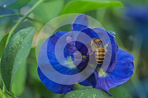 Abstract soft blurred and soft focus colorful of blue pea, butterfly pea,Clitoria ternatea,Leguminosae,Papilionoideae, Fabaceae,fl photo