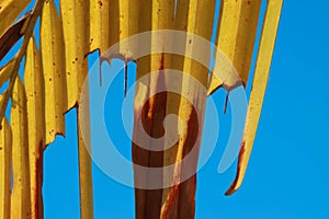 Abstract soft blurred and soft focus colorful of coconut leave, Arecaceae,Palmae,plant with the blue sky background.