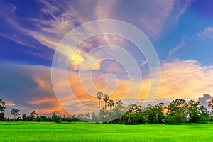 Abstract soft blurred and soft focus silhouette of the sunset with the green paddy rice field, the beautiful sky and cloud in the