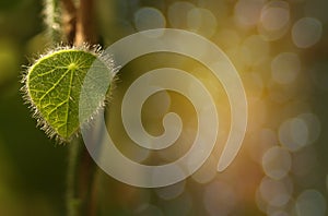 Abstract soft blurred and soft focus the surface texture of green leaves with the bokeh,the beam light and lens flare effect tone.