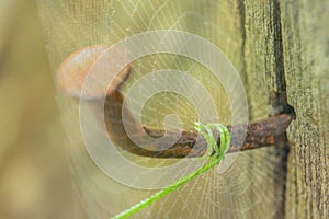 Abstract soft blurred the spiral vine and treetop of green plant attached to a rusty nail on the old wood with the blurred spider