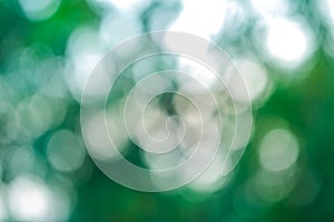 Abstract soft bokeh circle white and green light background. circle blur and defocus shine soft light and bright reflect. no peopl