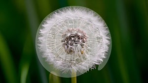 Abstract soft extreme close up of dandelion flower, vintage macro