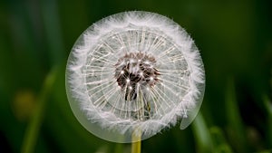 Abstract soft extreme close up of dandelion flower, vintage macro