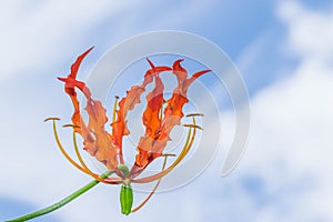 Abstract soft focus colorful of Climbing Lily,Superb Lily,Gloriosa superba flower Colchicaceae with beautiful sky cloud,the w