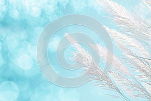 Abstract soft focus of cool blue lighting softness Feather Grass background