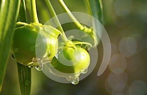 Abstract soft focus Yellow oleander,Lucky nut,Cascabela thevetia,Apocynaceae, fruits with water drop after rain with the bokeh,bea