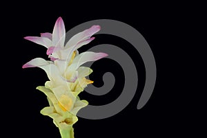 Abstract soft focus of Zingiber, Cassumunar ginger, Zingiberaceae, flower with isolate the black background.The local food and Tha