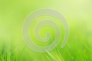 Abstract, soft grass background