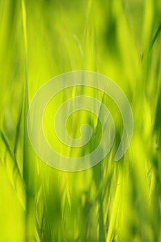 Abstract, soft grass background