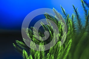 An abstract soft green feather on blue background