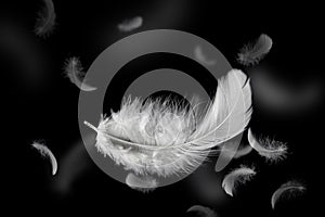 Abstract. Soft Lightly of White Feathers Falling Down on Black Background. Feather Floating in the Air.