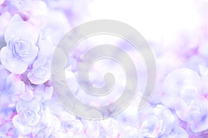 Abstract soft sweet blue purple flower background from begonia flowers