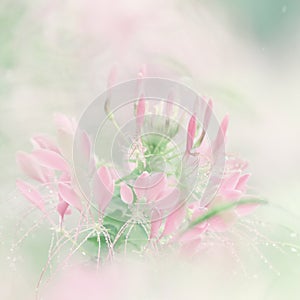 The abstract soft sweet and dream pink flower background from Spider flowers photo