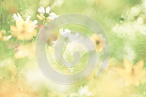 The abstract soft sweet and dream white flower background from daisy flowers