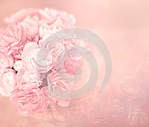 The abstract soft sweet pink flower background from carnation flowers