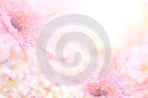The abstract soft sweet pink flower background from Gerbera flowers
