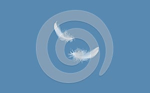 Abstract Softness of White Bird Feather Falling in The Air. Down Swan Feather.