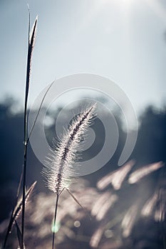 abstract softness white Feather Grass with retro sky blue background