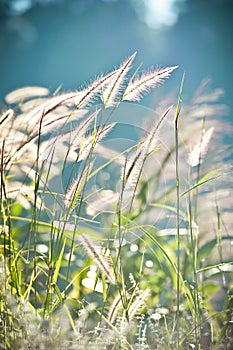 abstract softness white Feather Grass with retro sky blue background