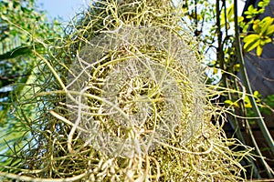 Abstract ,Spanish moss background.