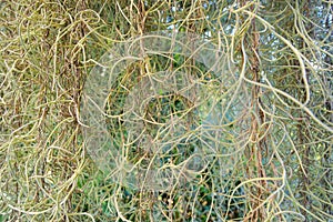 Abstract ,Spanish moss background.