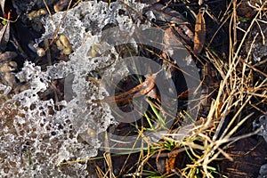 Abstract spring background of grass  under melting snow.