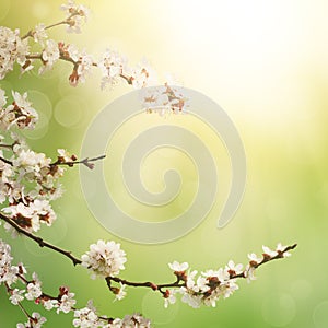 Abstract spring background