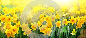 Abstract spring Background; spring yellow flower and butterfly