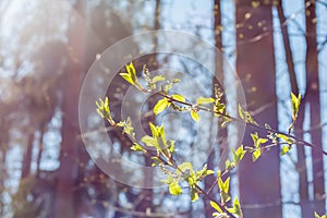Abstract spring background with young green leaves