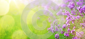 Abstract spring floral Background; spring flower and sunny beam