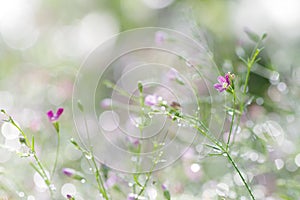 Abstract spring flower blurred background of Gypsophila tiny purple flowers bloom with morning dewdrops and bokeh in sweet soft g