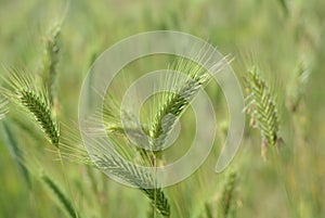 Abstract spring grass