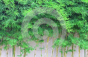 Abstract spring green background with bamboo leaves