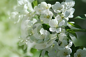 Abstract spring green background with blooming flowers of apple tree.