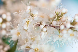 Abstract spring seasonal background with white flowers on blue sky natural easter floral image. pringtime concept