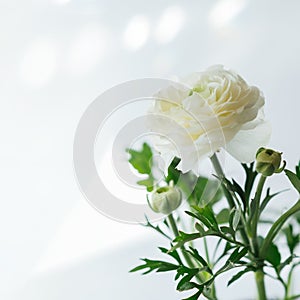 Abstract spring seasonal background with white ranunculus flower, soft focused, natural easter floral greeting card image with