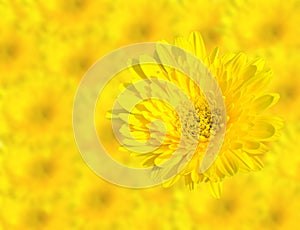 Abstract Spring Yellow chrysanthemum flowers close up on blur flower background. This has clipping path