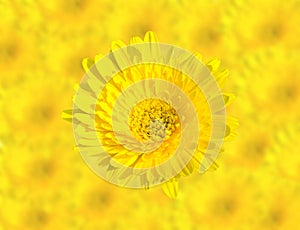 Abstract Spring Yellow chrysanthemum flowers close up on blur flower background. This has clipping path