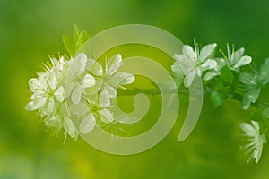 Abstract springtime background