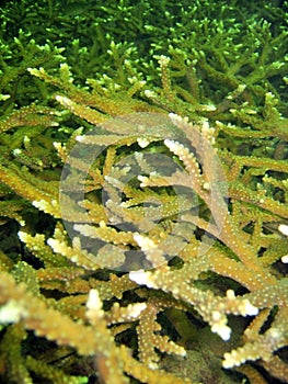 Abstract - Staghorn Coral